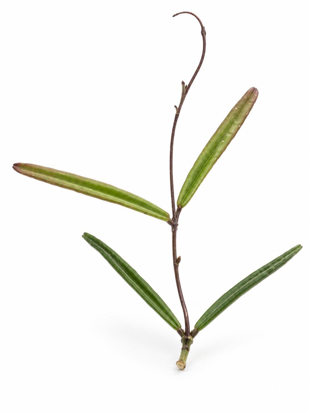 Hoya Insularis cutting