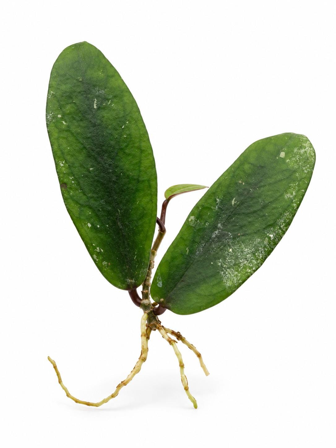 Hoya Lobbii cutting