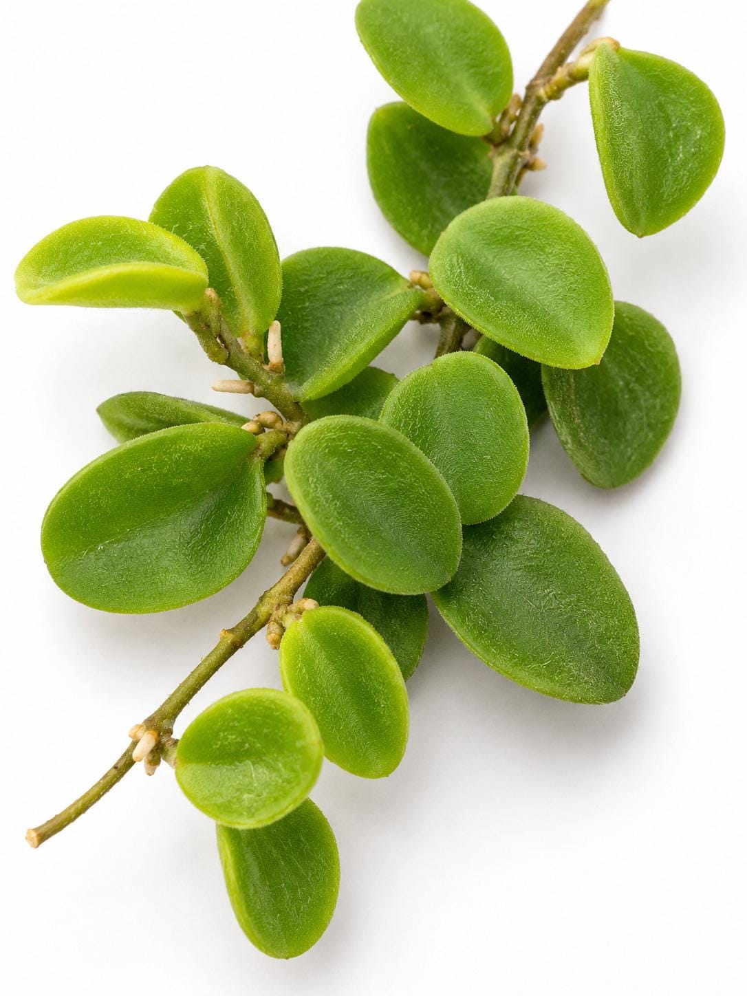 Hoya Serpens cutting photo 2