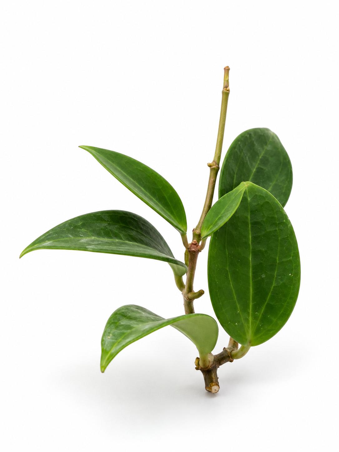 Hoya Genieve cutting