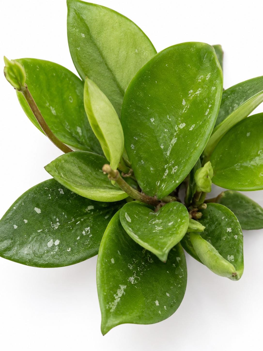 Hoya Carnosa Snowball cutting photo 2