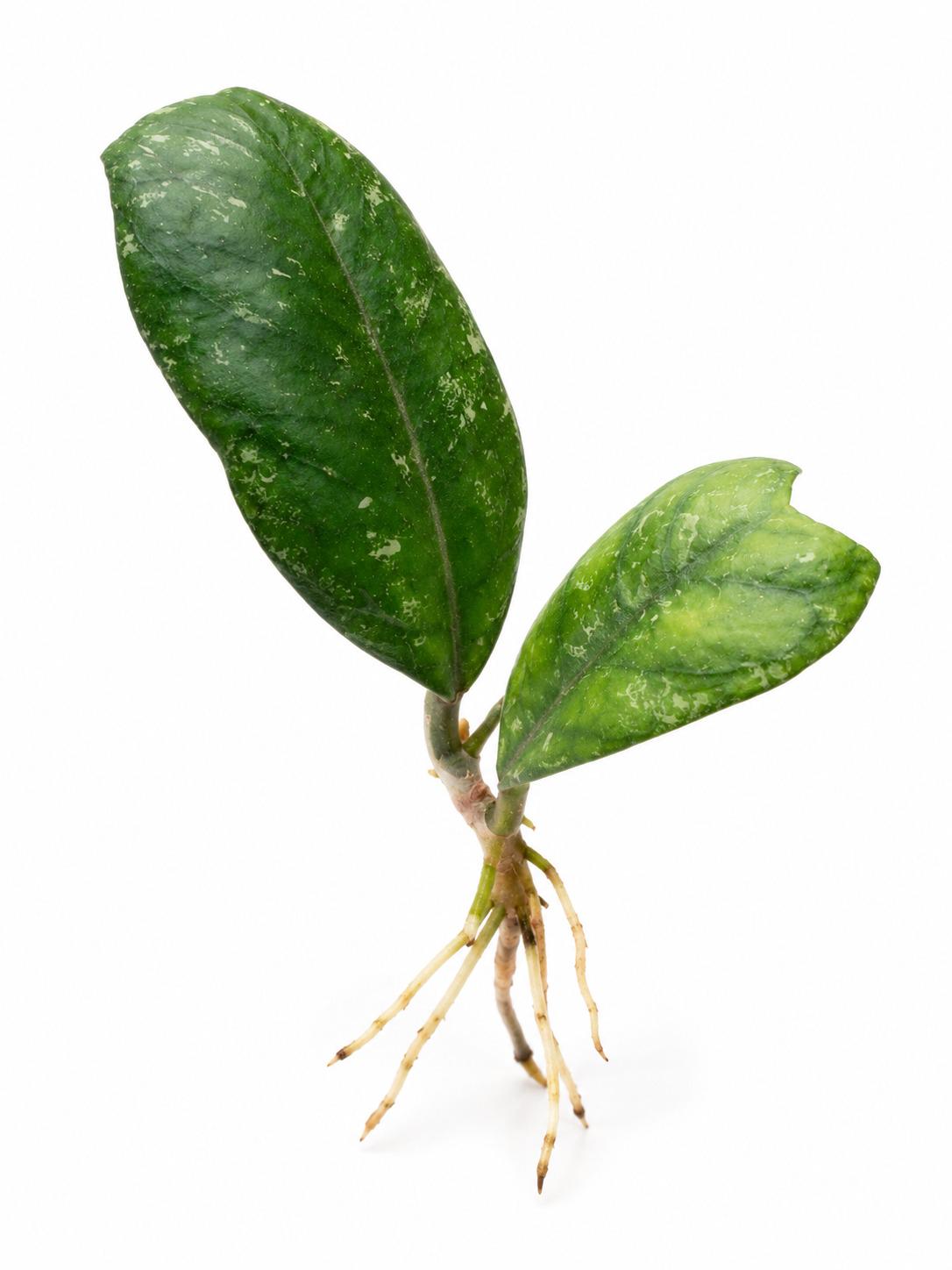 Hoya Deykeae cutting