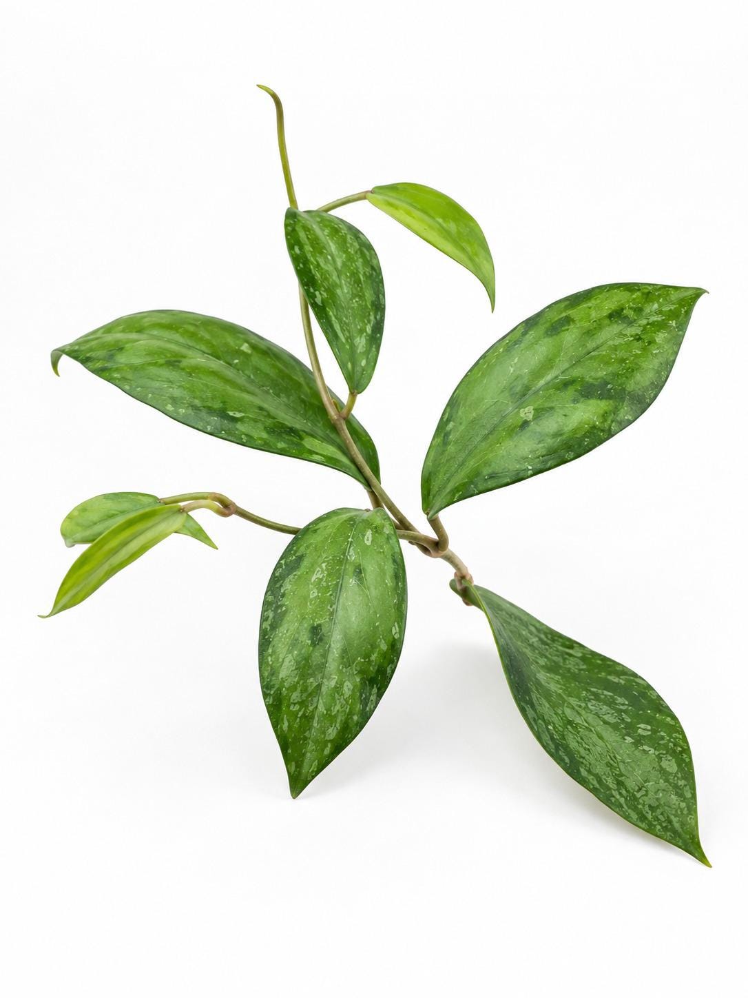 Hoya Juannguoana cutting