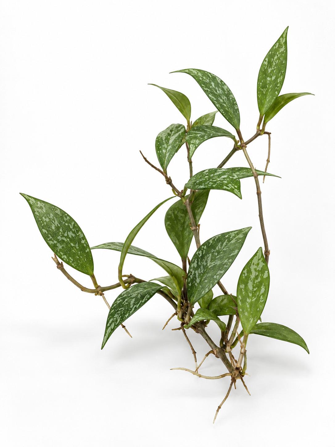 Hoya Parviflora Splash cutting