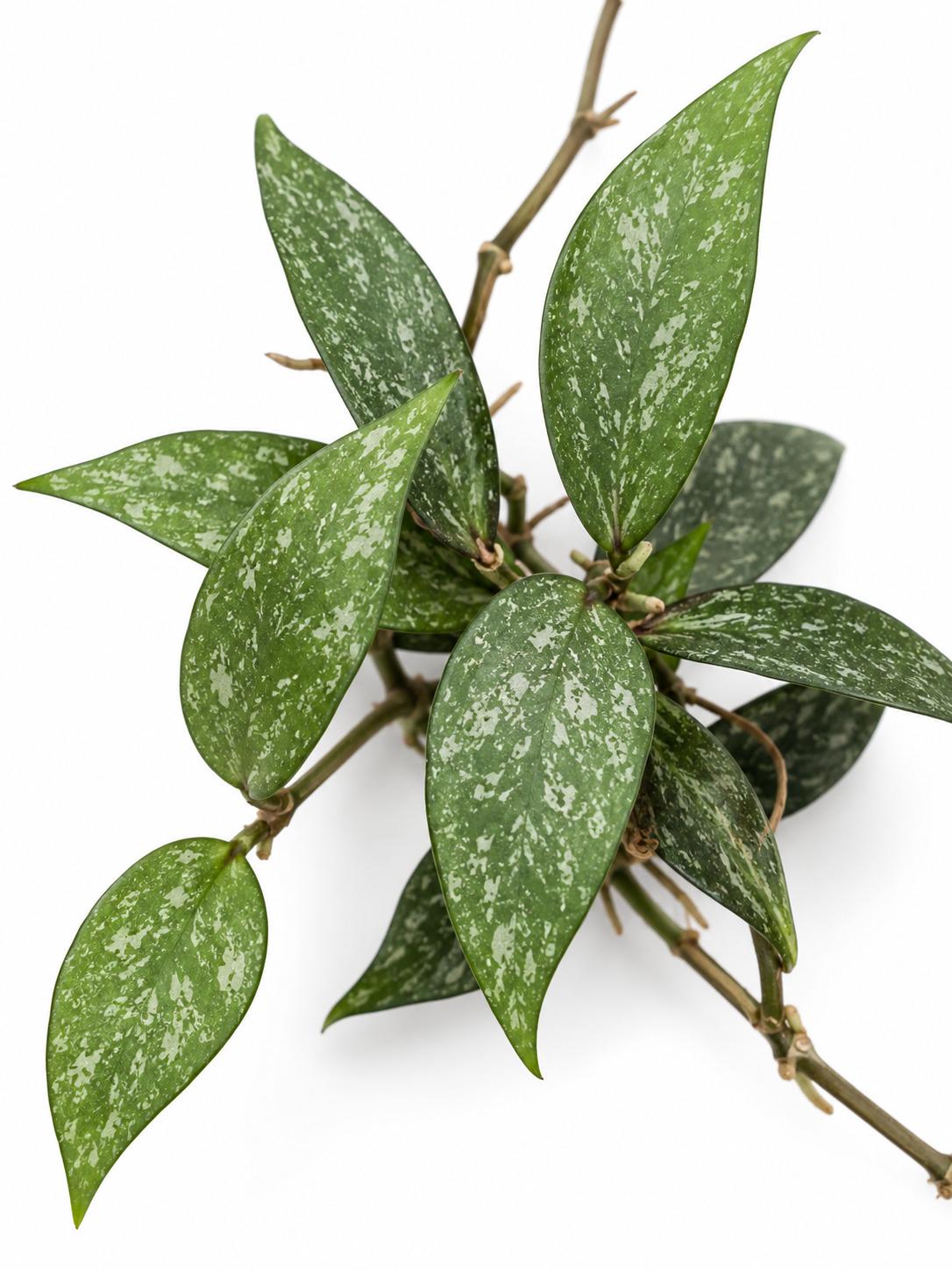 Hoya Parviflora Splash cutting photo 2