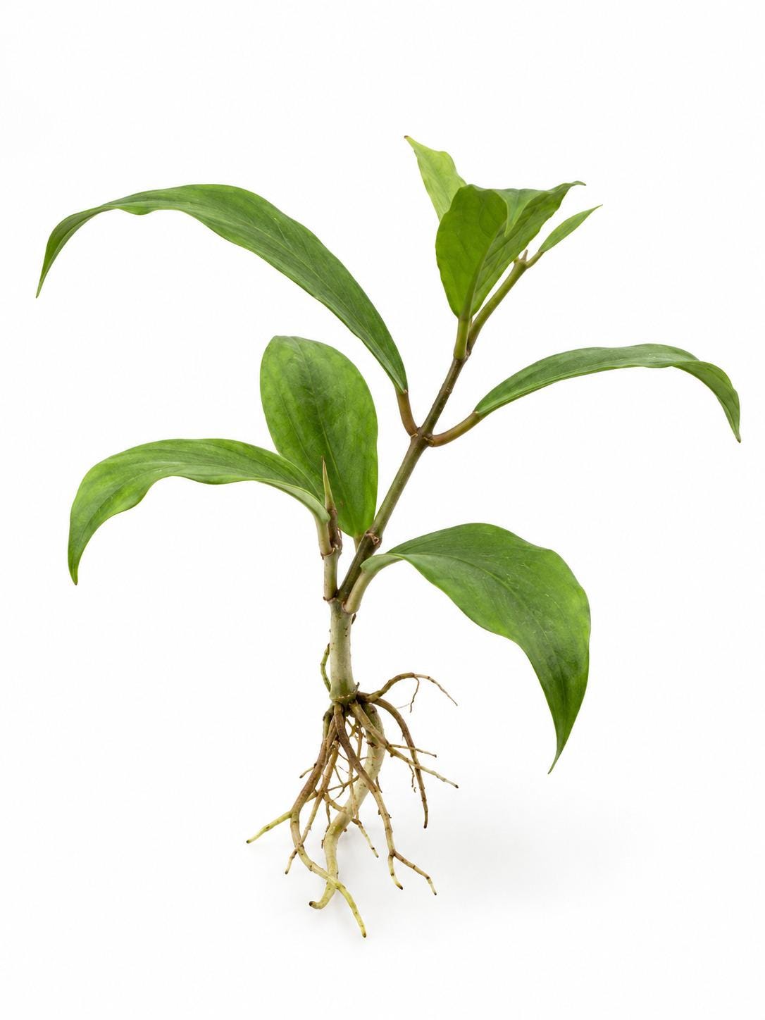 Hoya Breelynn cutting