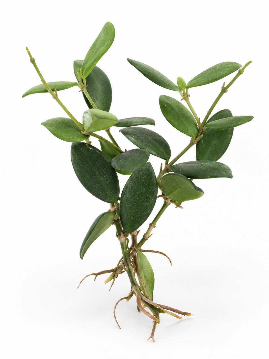 Hoya Bilobata cutting