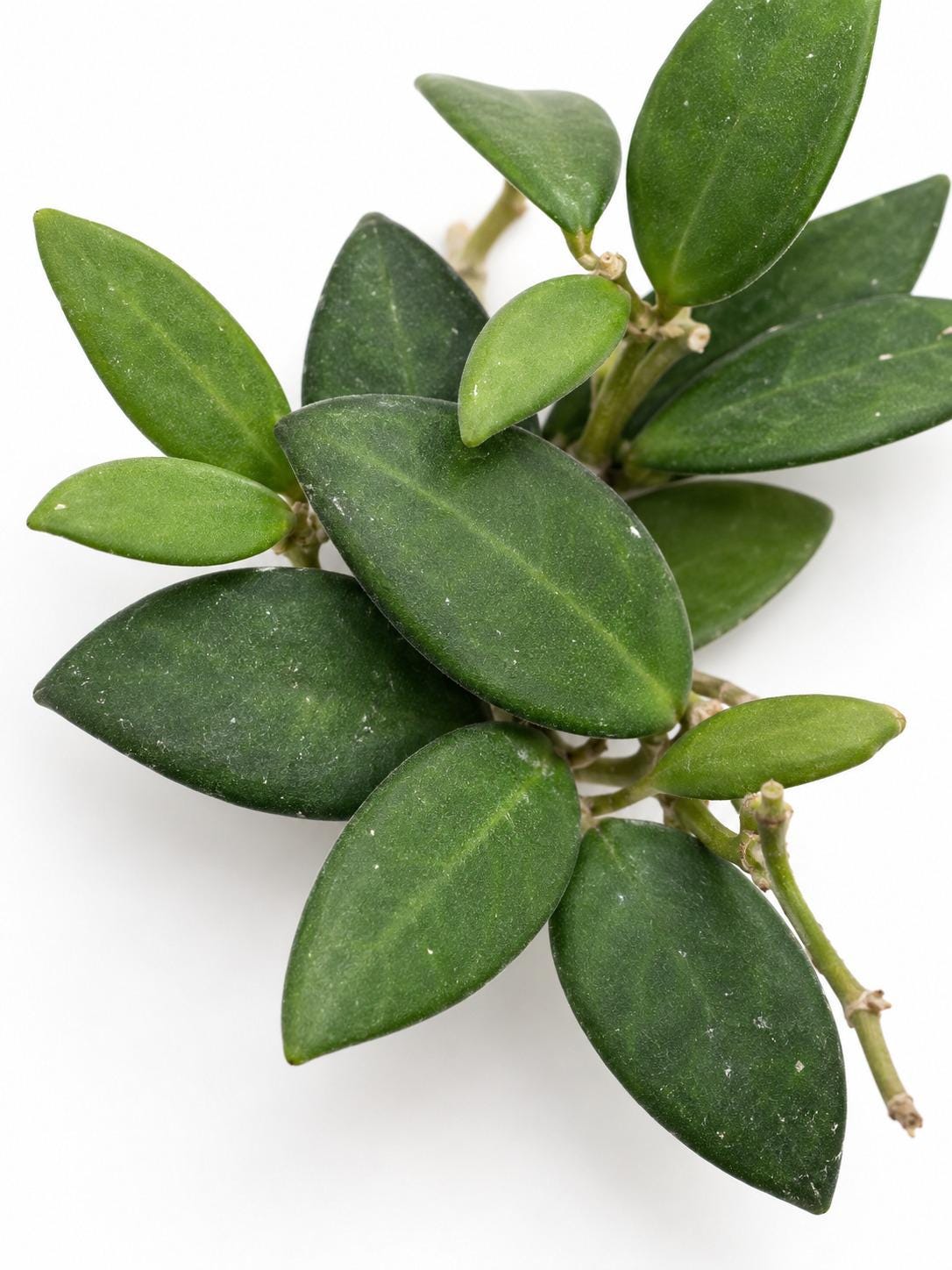Hoya Bilobata cutting photo 2