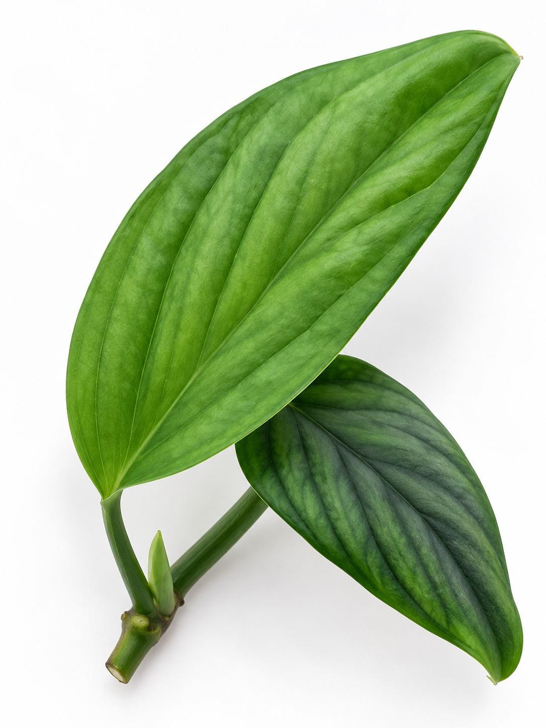 Monstera Aureopinnata cutting photo 2