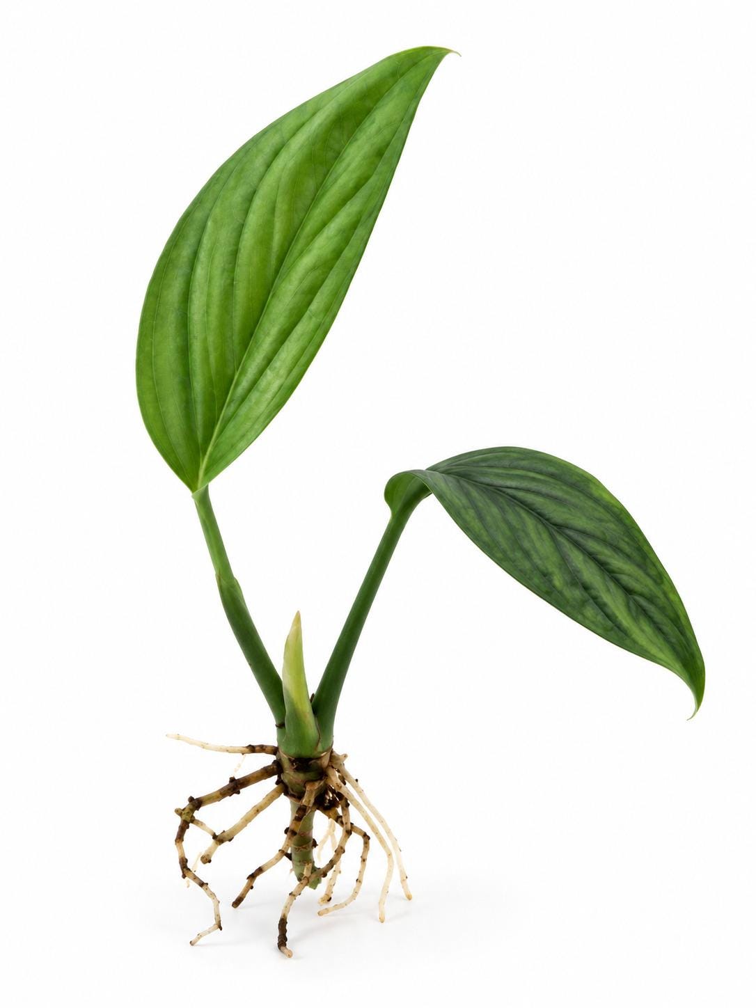 Monstera Aureopinnata cutting