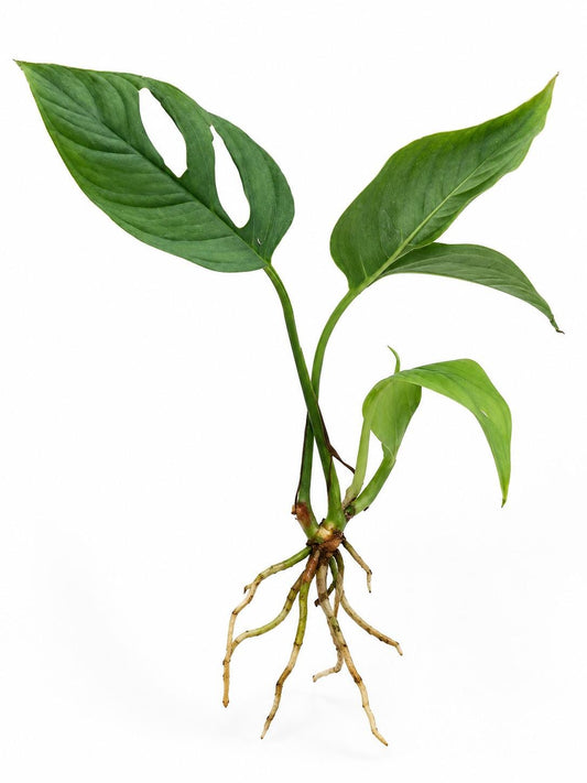 Monstera Obliqua Pangui Cutting – rare plant for sale