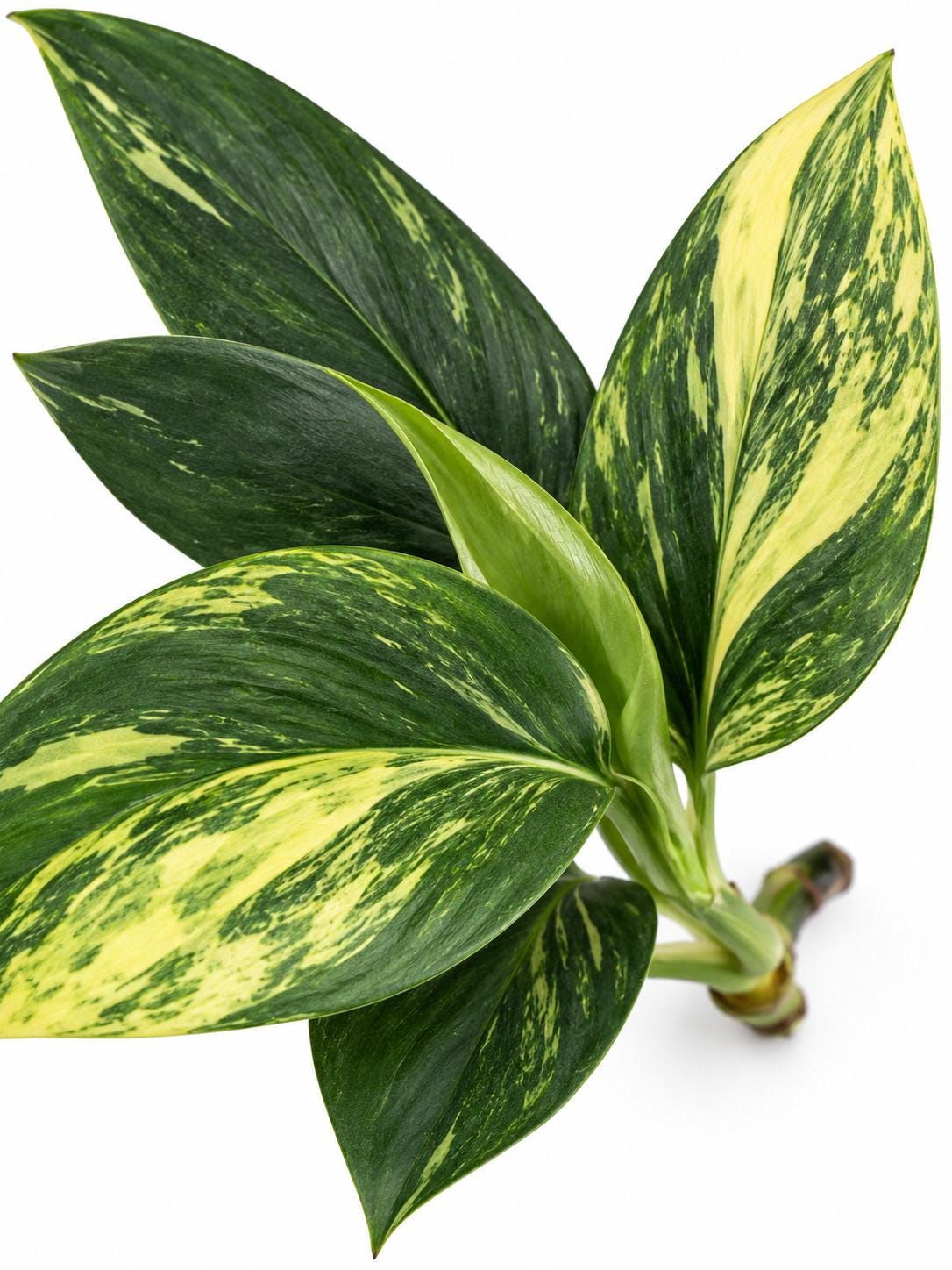 Monstera Standleyana Aurea Variegated cutting photo 2