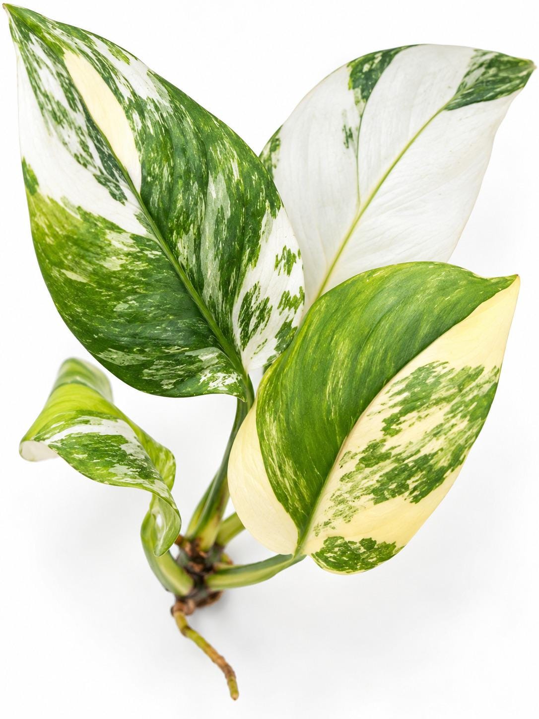 Monstera Lechleriana Variegated cutting photo 2