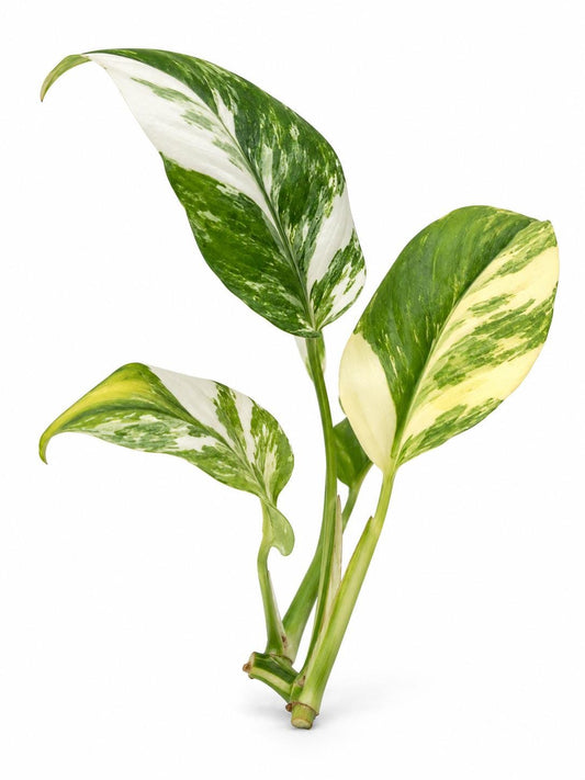 Monstera Lechleriana Variegated Cutting – rare plant for sale