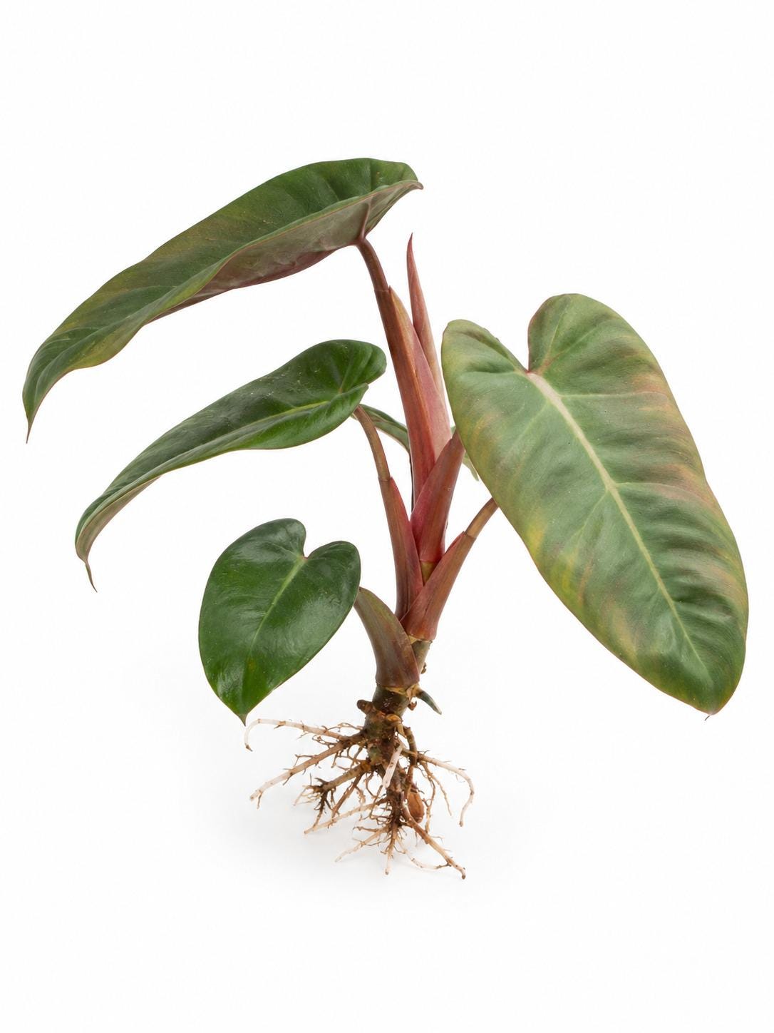 Philodendron Pink Billie cutting