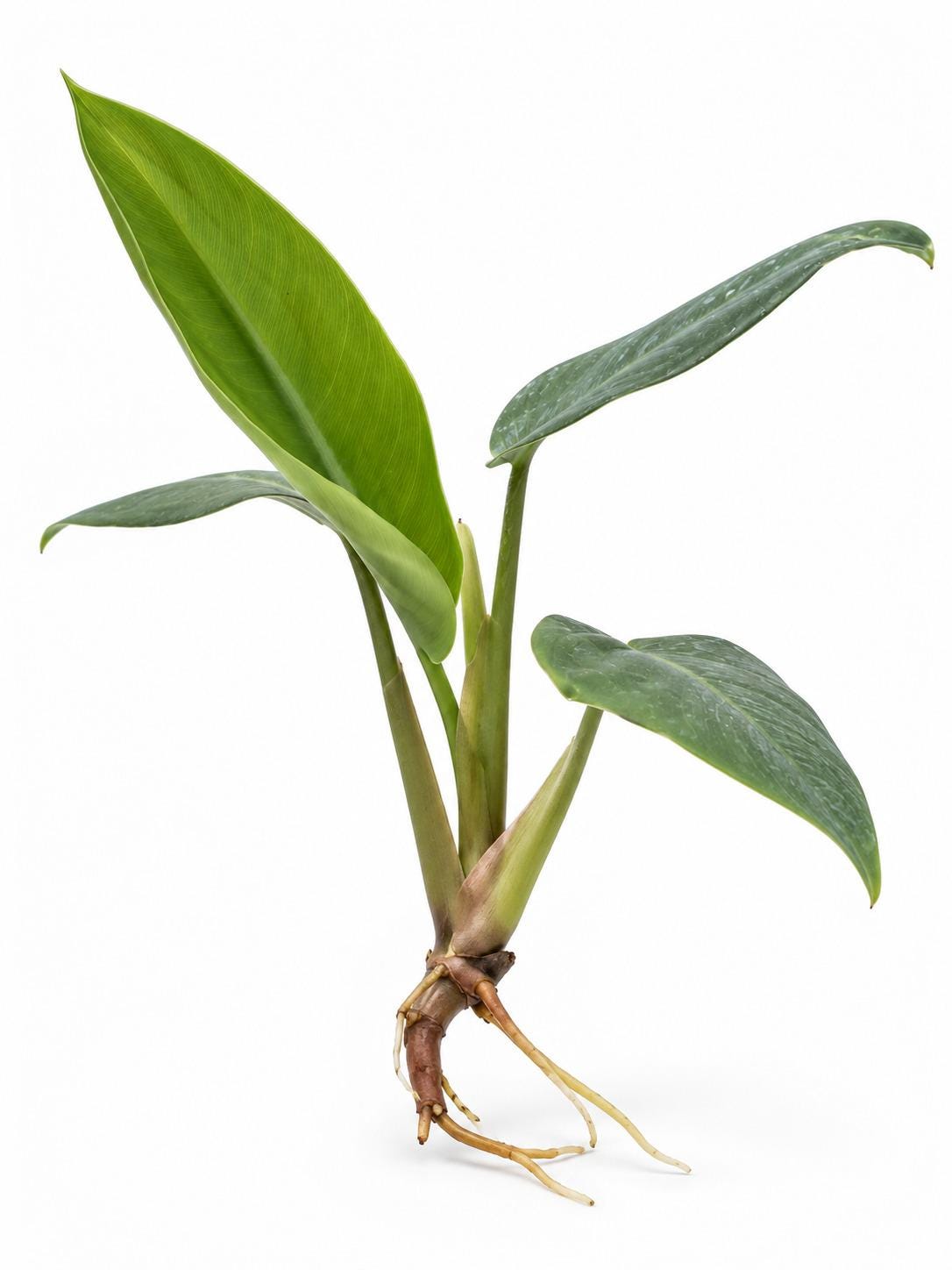 Philodendron Lancelot cutting