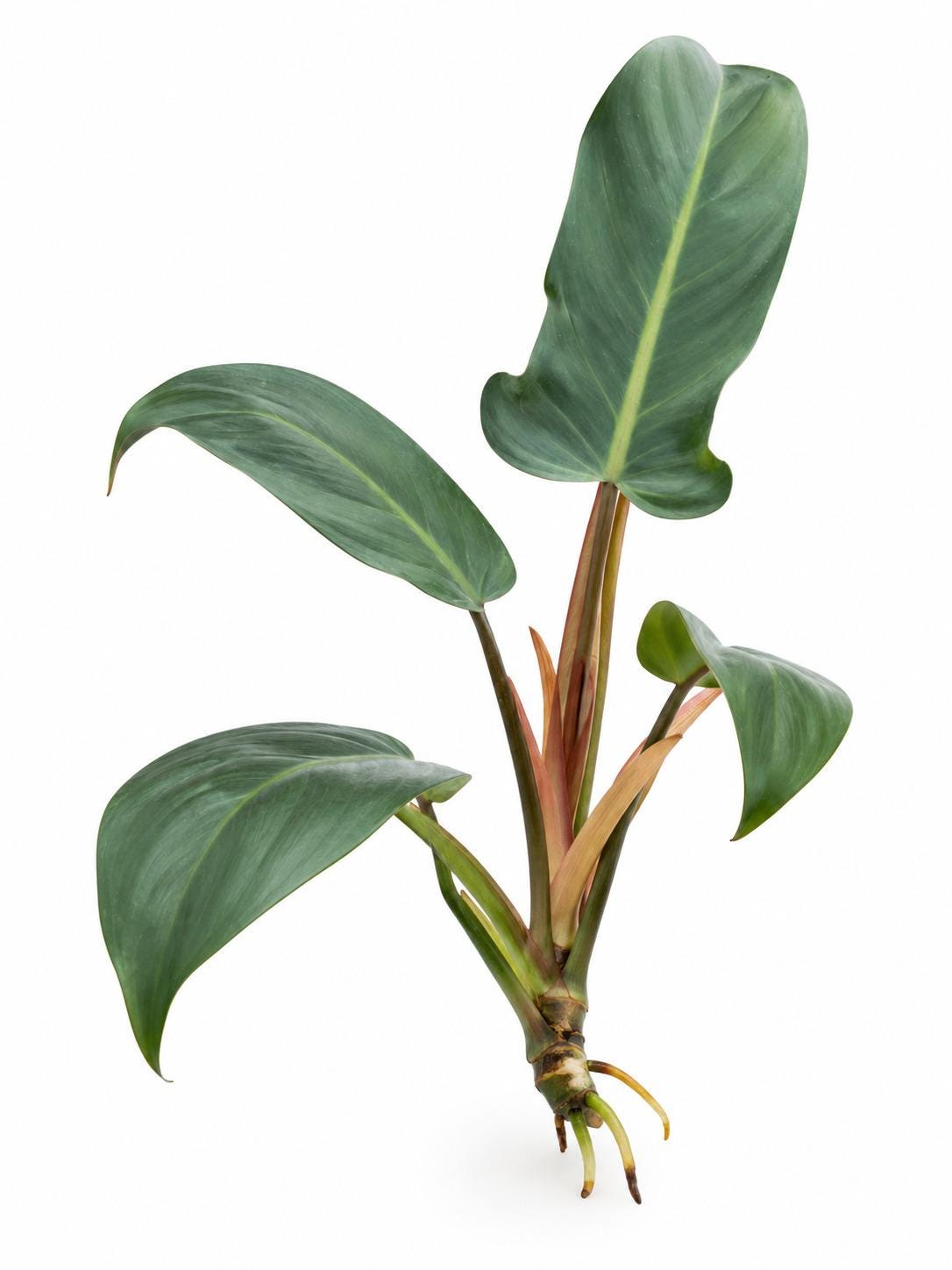 Philodendron Sayaka cutting