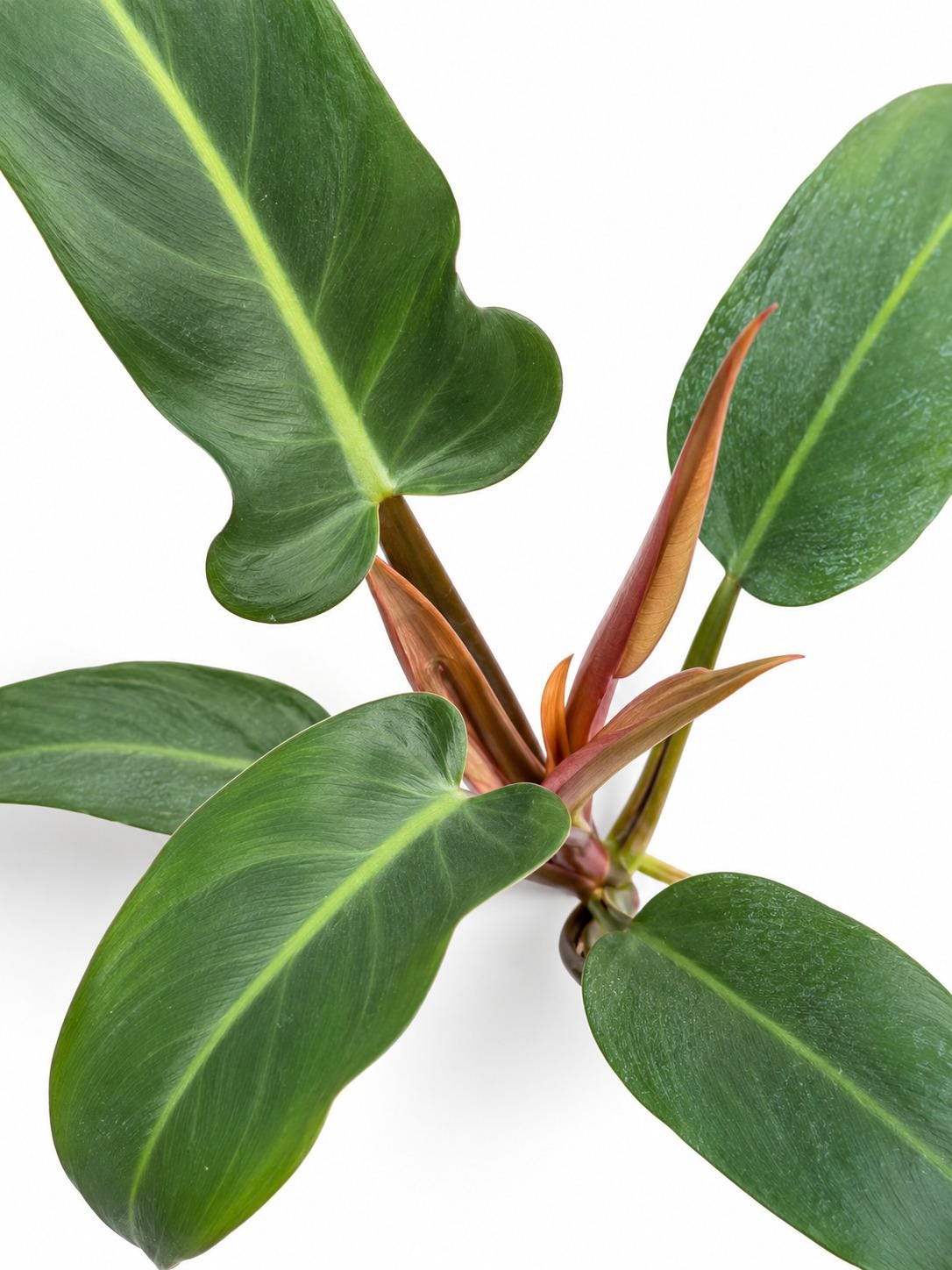 Philodendron Sayaka cutting photo 2
