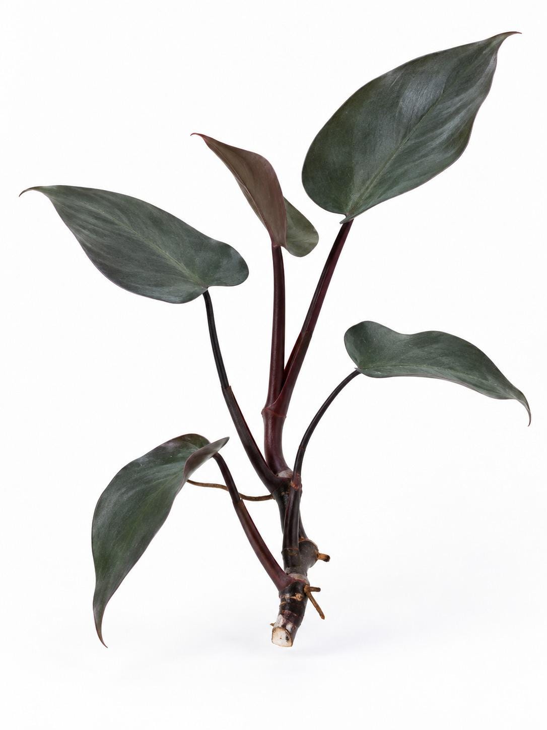 Philodendron Royal Queen cutting