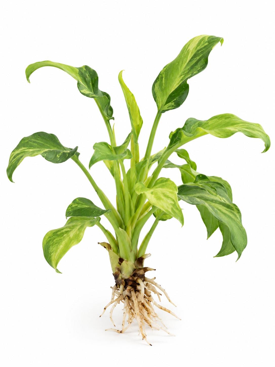 Philodendron Xanadu Variegated cutting