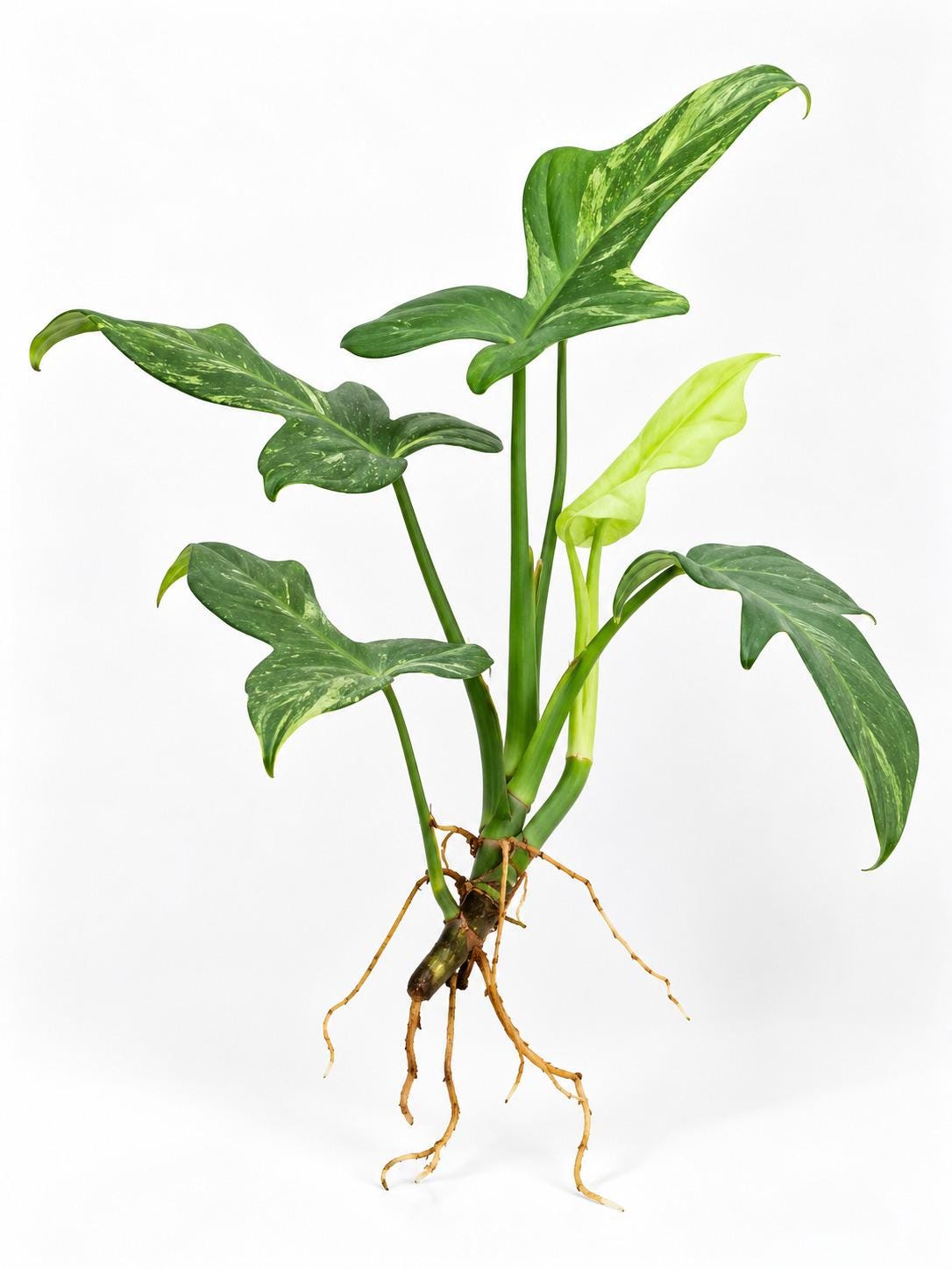 Philodendron Bipennifolium Splash Gordon cutting