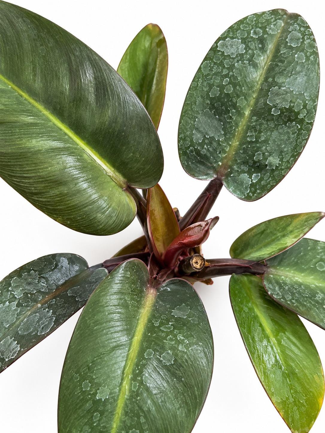 Philodendron Black Cardinal cutting photo 2