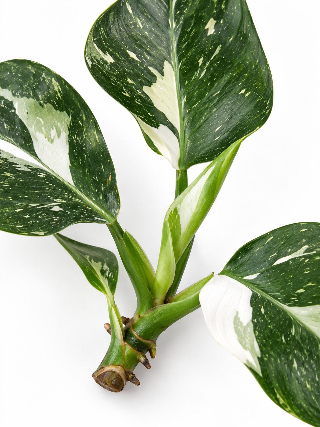 Philodendron White Wizard cutting photo 2