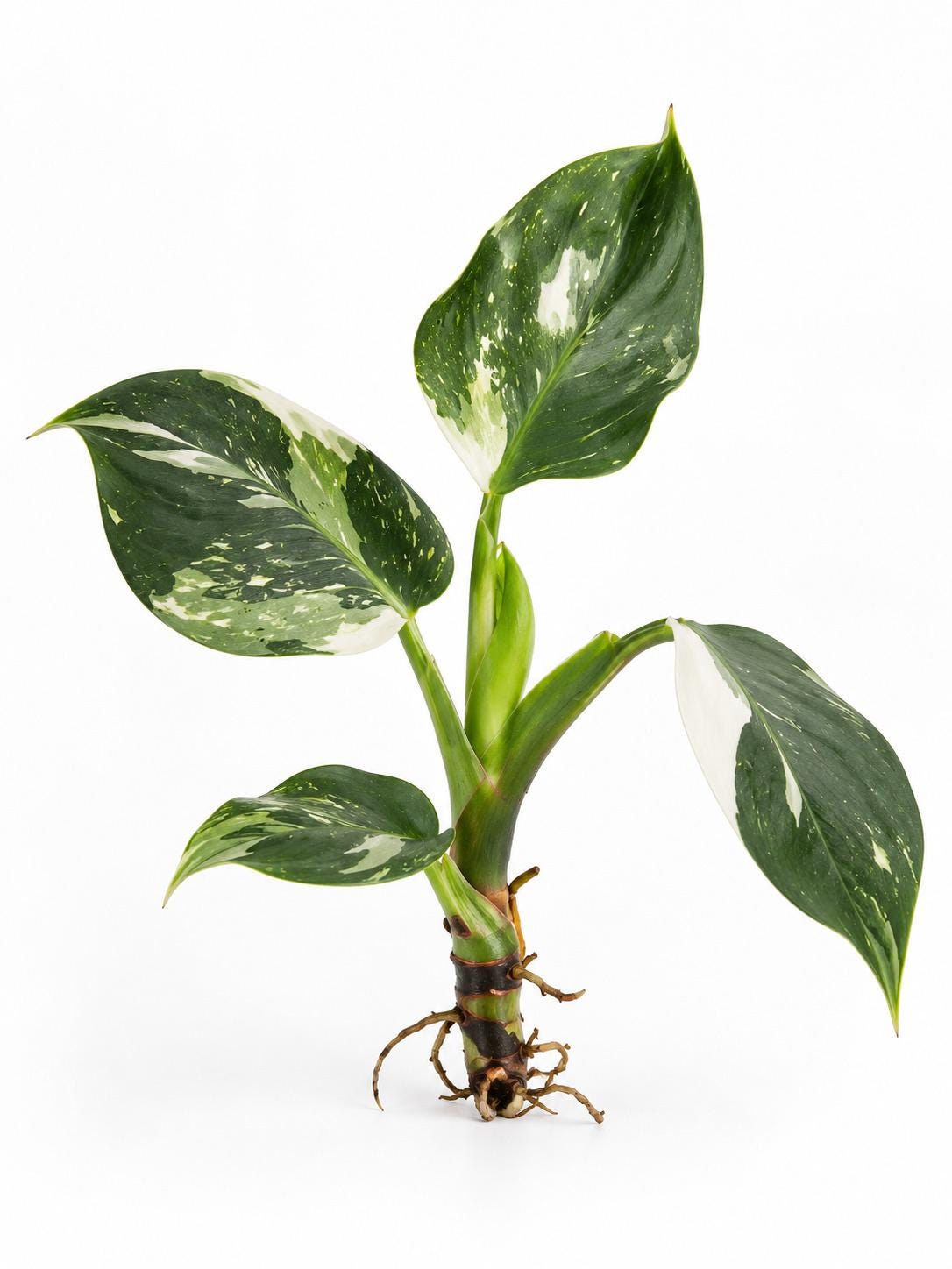 Philodendron White Wizard cutting