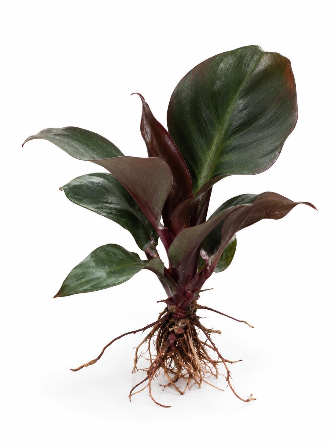 Philodendron Red Heart cutting