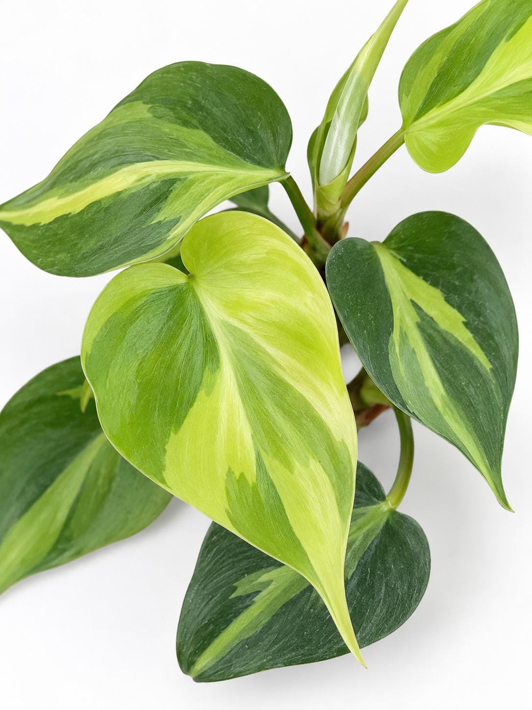 Philodendron Hederaceum Carnival cutting photo 2