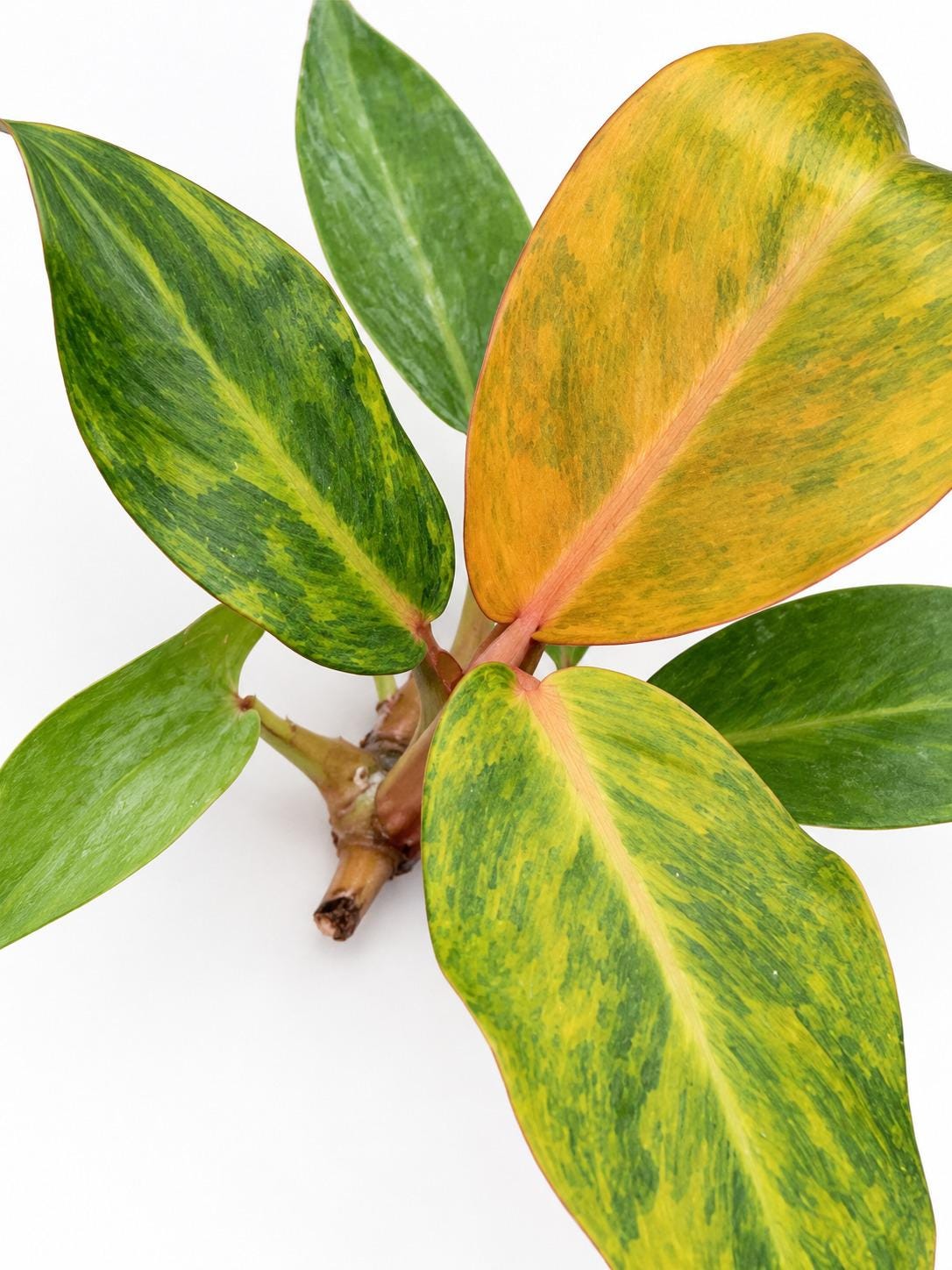 Philodendron Orange Marmalade cutting photo 2