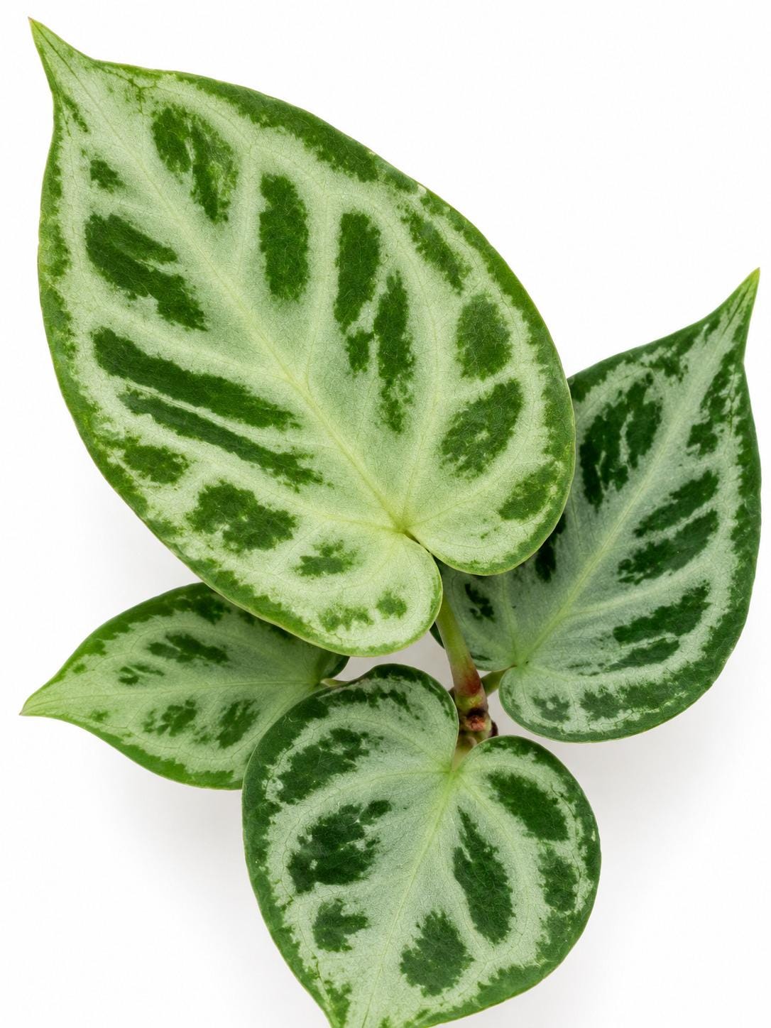 Anthurium Dorayaki plant photo 2