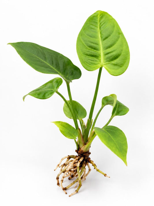 Anthurium Veitchii King Anthurium plant