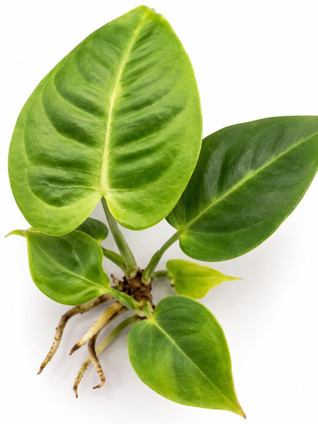 Anthurium Veitchii King Anthurium plant photo 2