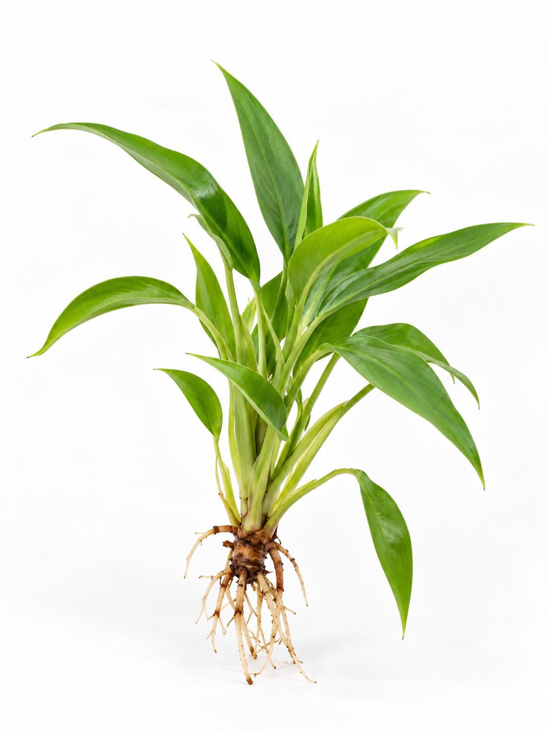 Philodendron Wend-imbe cutting