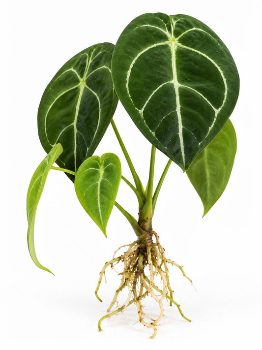 Anthurium Forgetii White Stripes plant