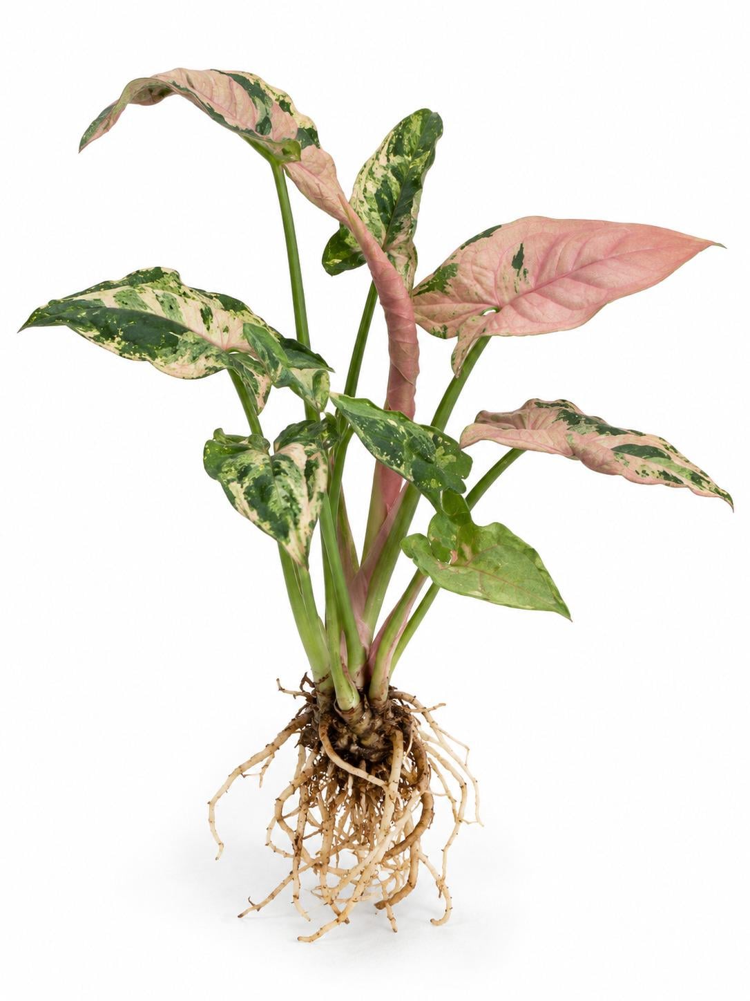 Syngonium Pink Godzilla cutting