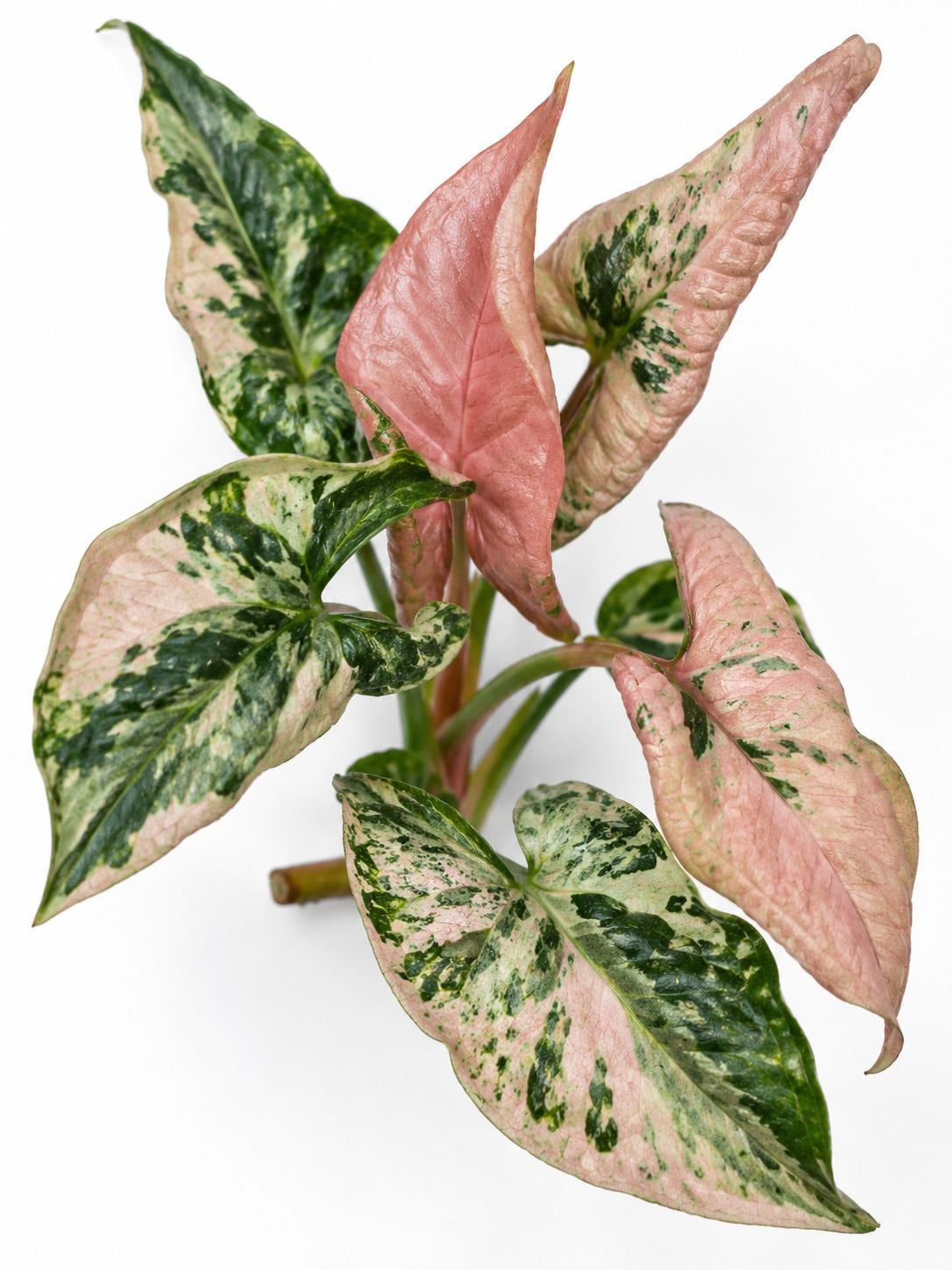 Syngonium Pink Godzilla cutting photo 2