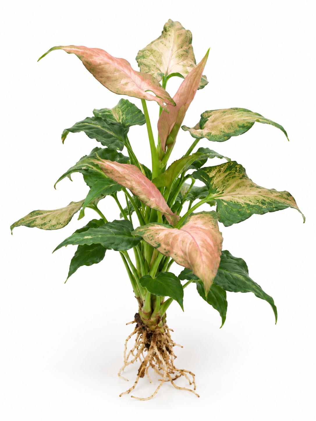 Syngonium Miki cutting