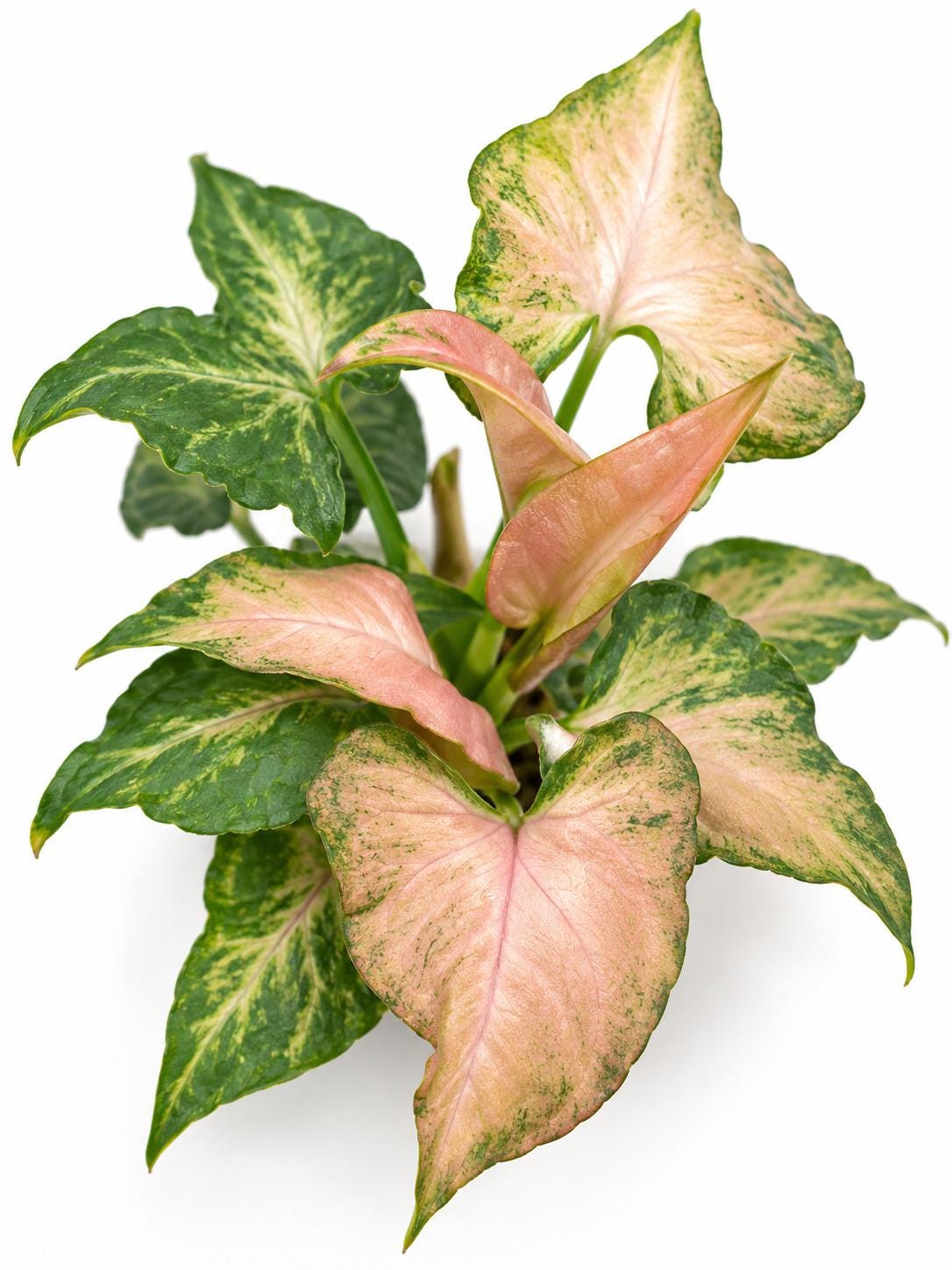 Syngonium Miki cutting photo 2
