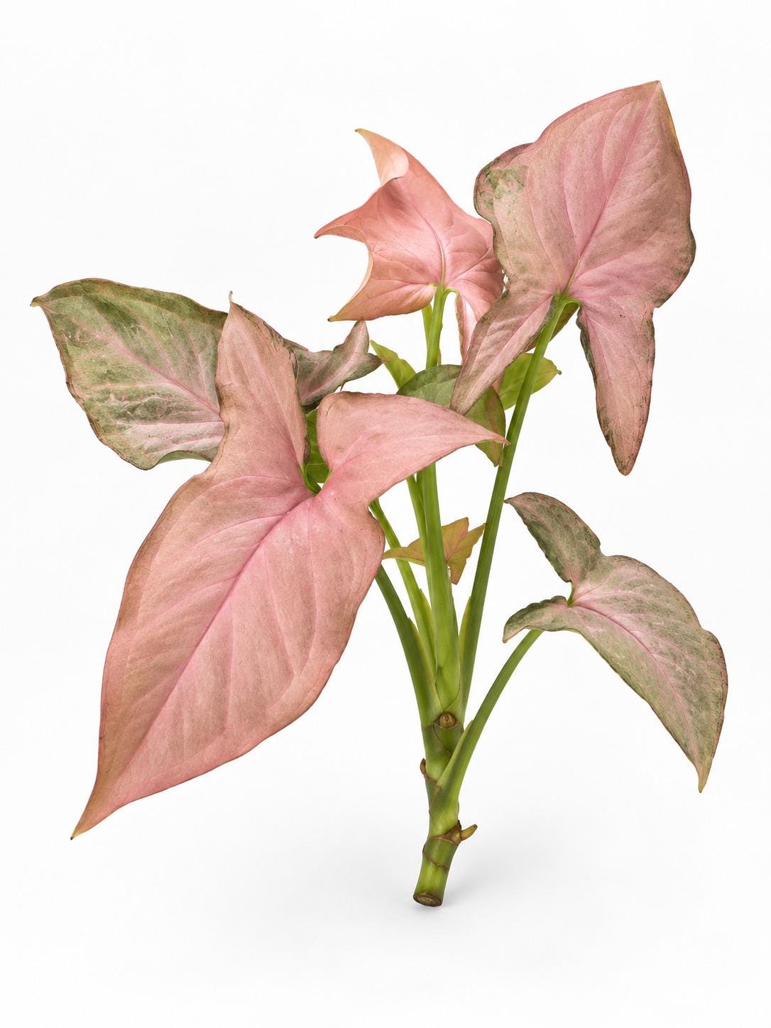 Syngonium Pink Perfection cutting