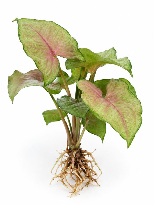 Syngonium Candy Berry Cutting – rare plant for sale