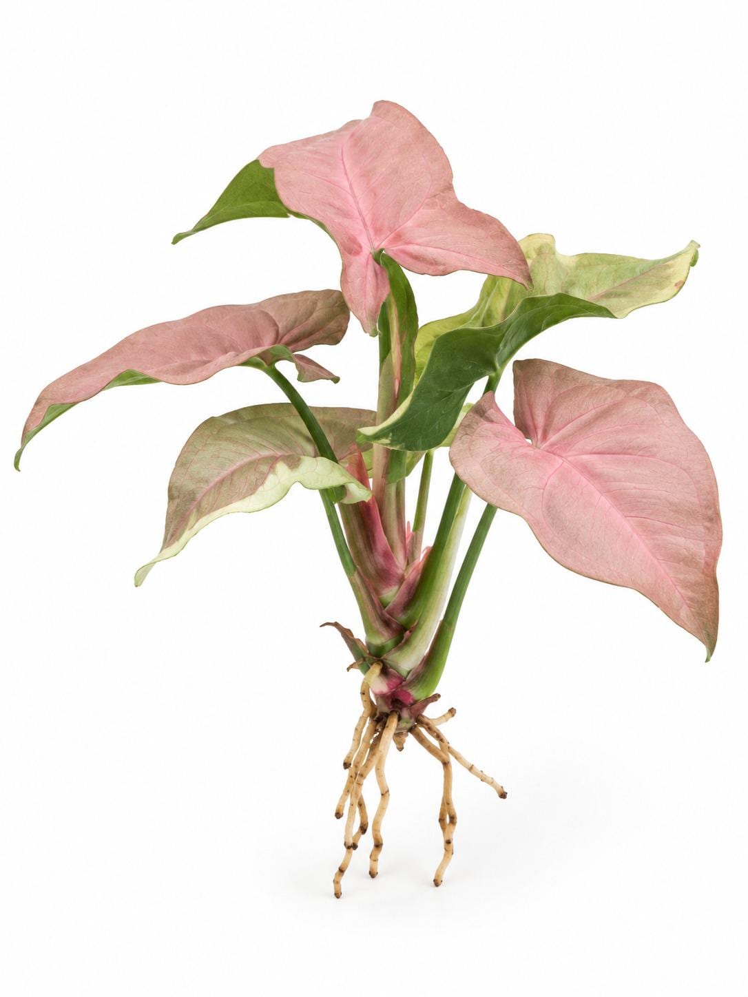 Syngonium Neon Robusta cutting