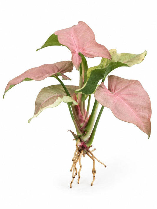 Syngonium Neon Robusta Cutting – rare plant for sale