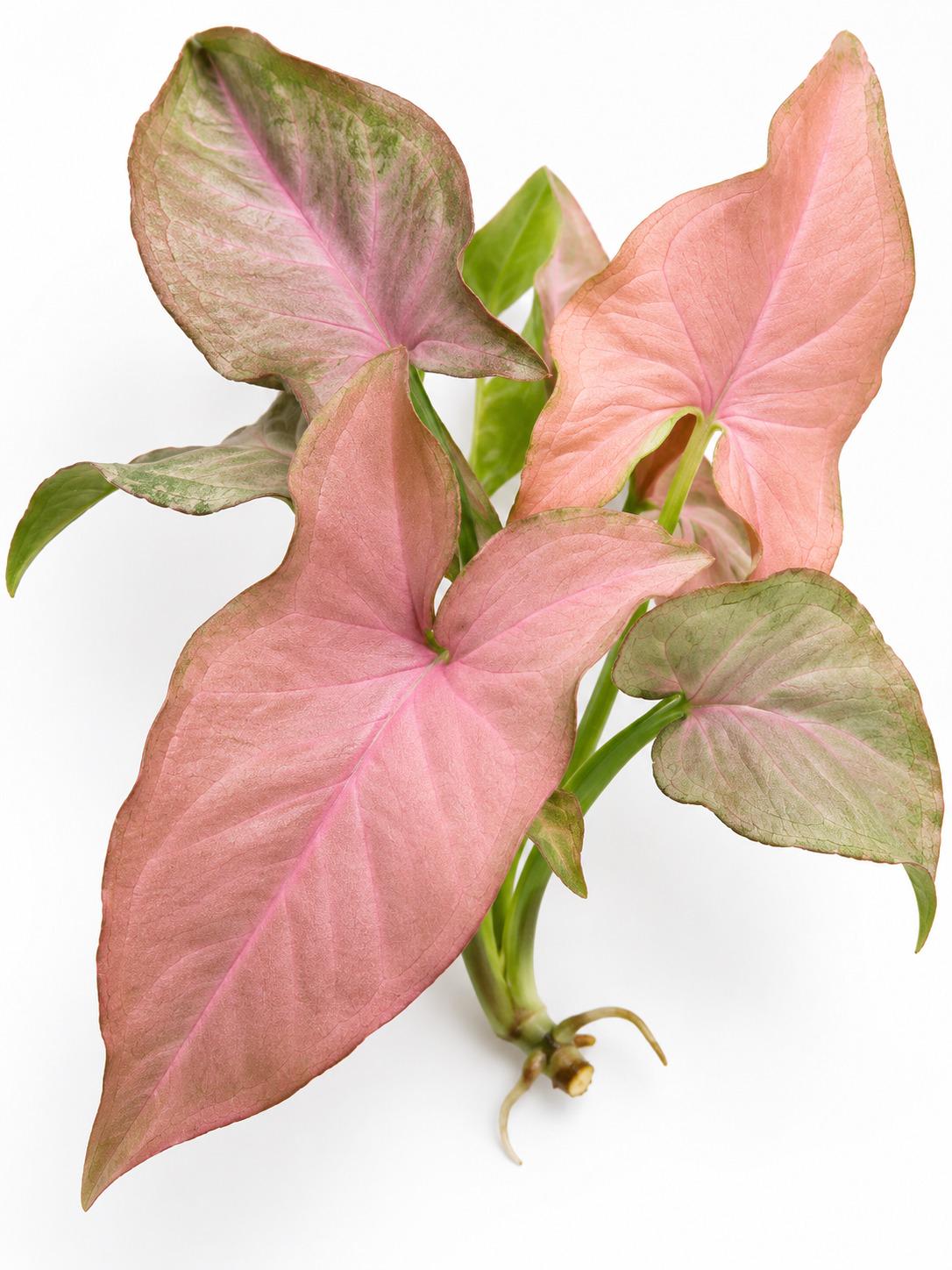 Syngonium Pink Perfection cutting photo 2