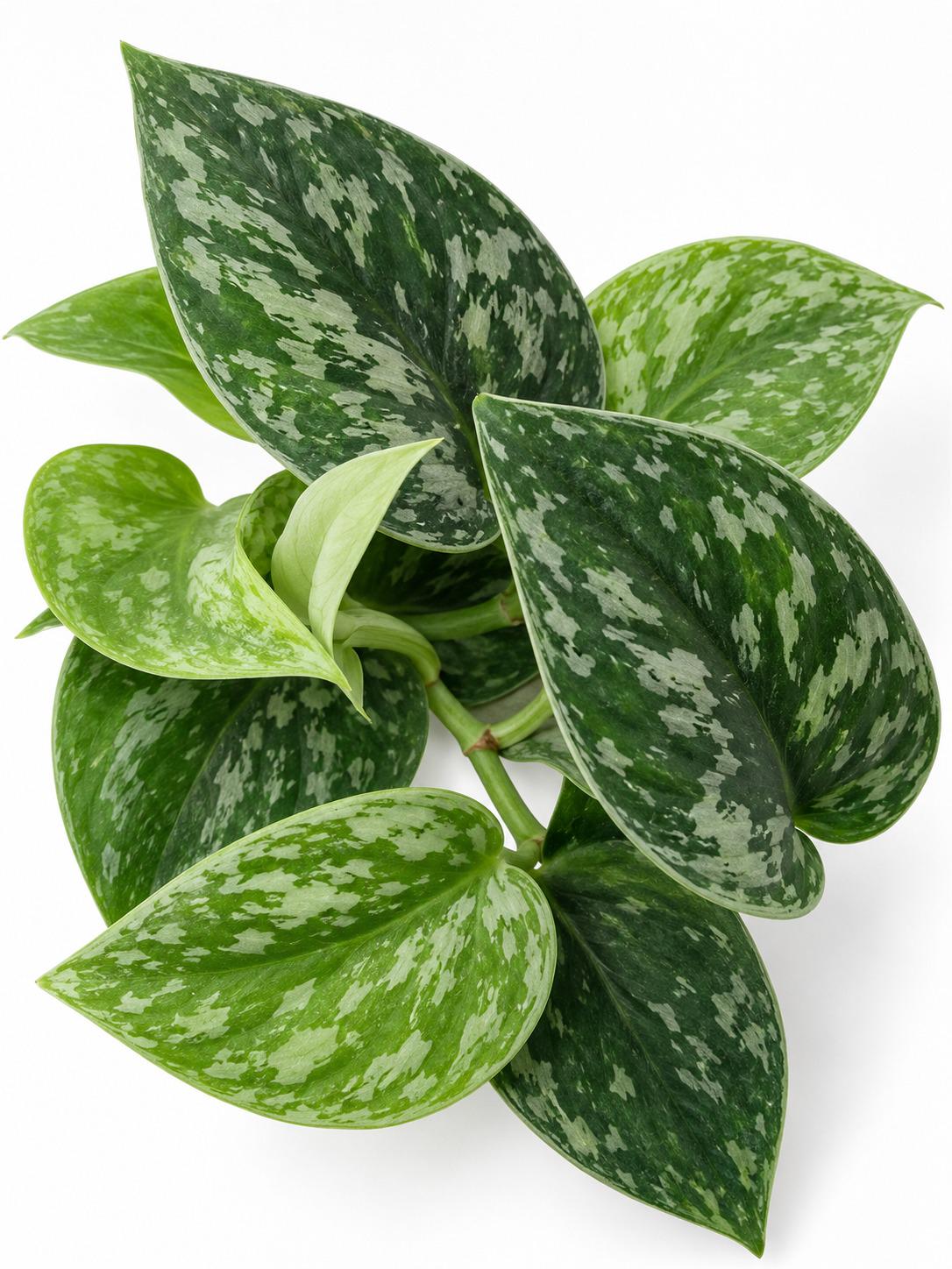 Scindapsus Tricolor Borneo cutting photo 2