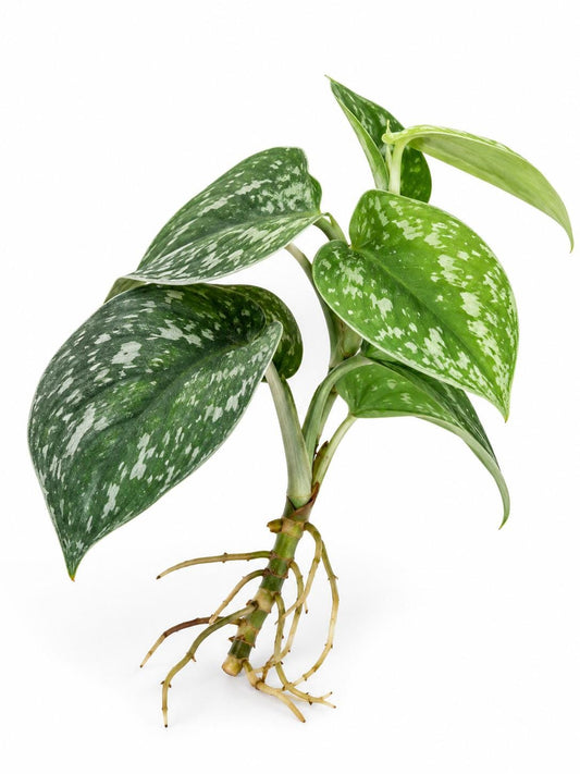 Scindapsus Tricolor Borneo Cutting – rare plant for sale