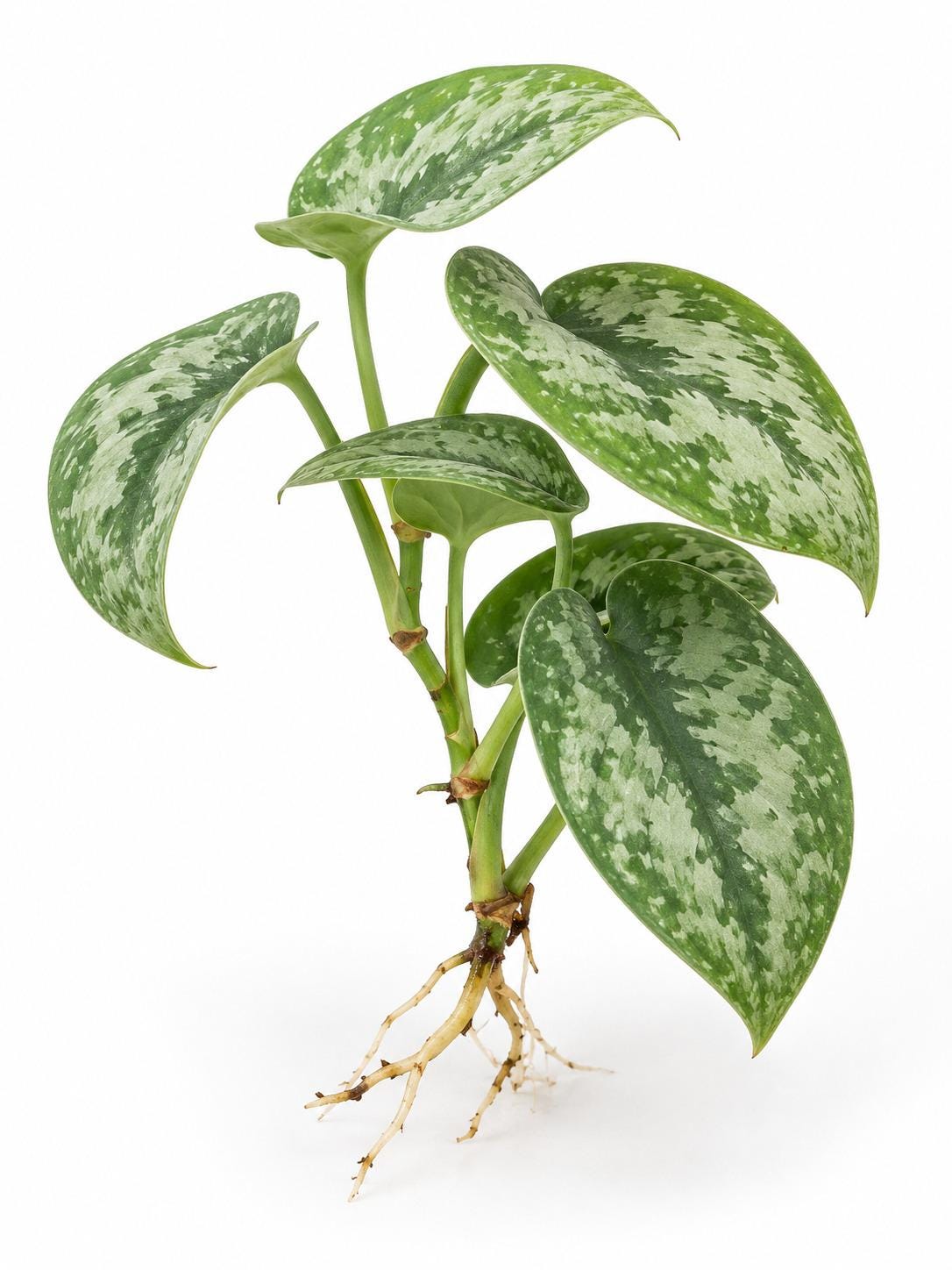 Scindapsus Pictus Silver Splash cutting