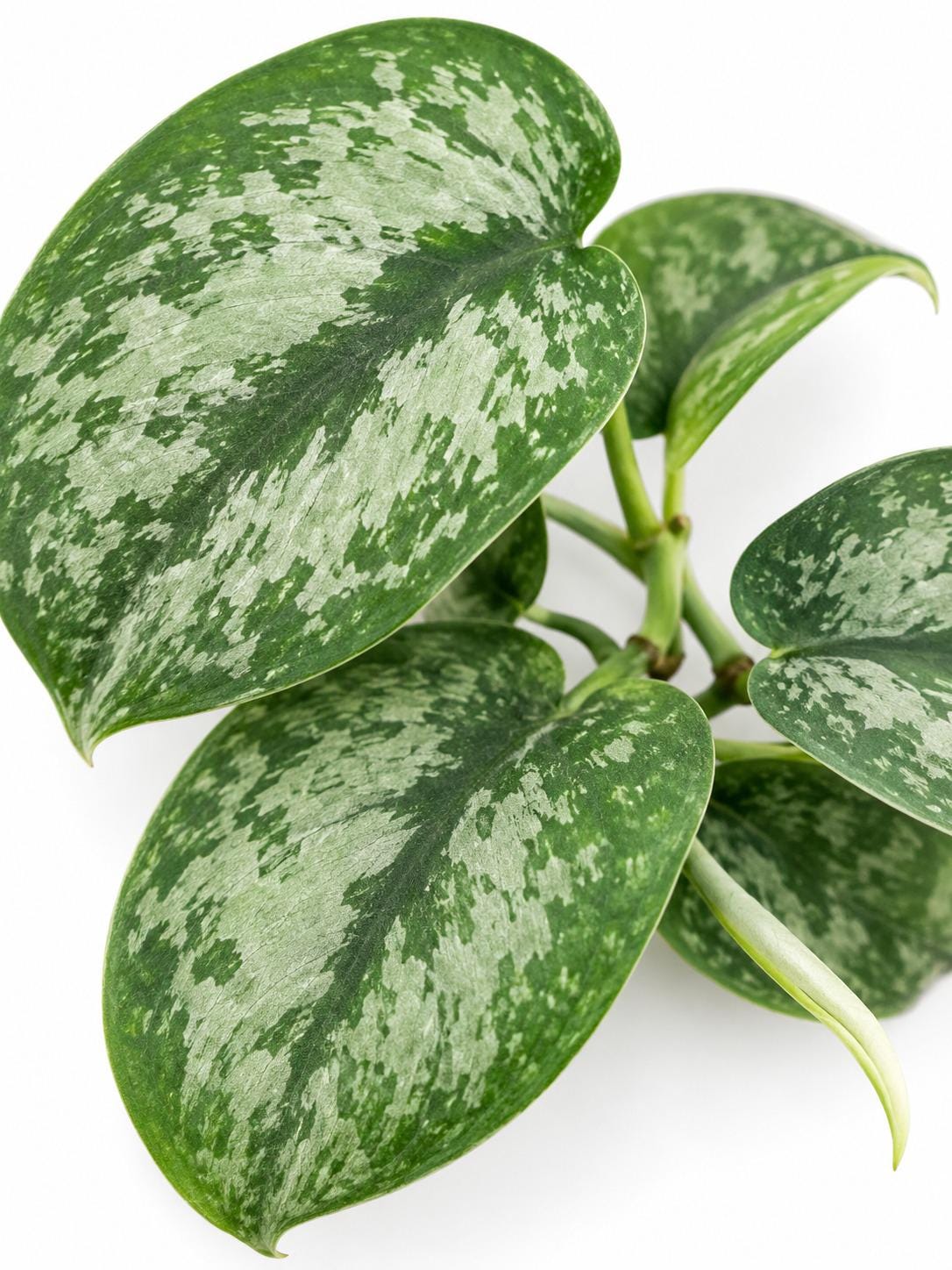 Scindapsus Pictus Silver Splash cutting photo 2