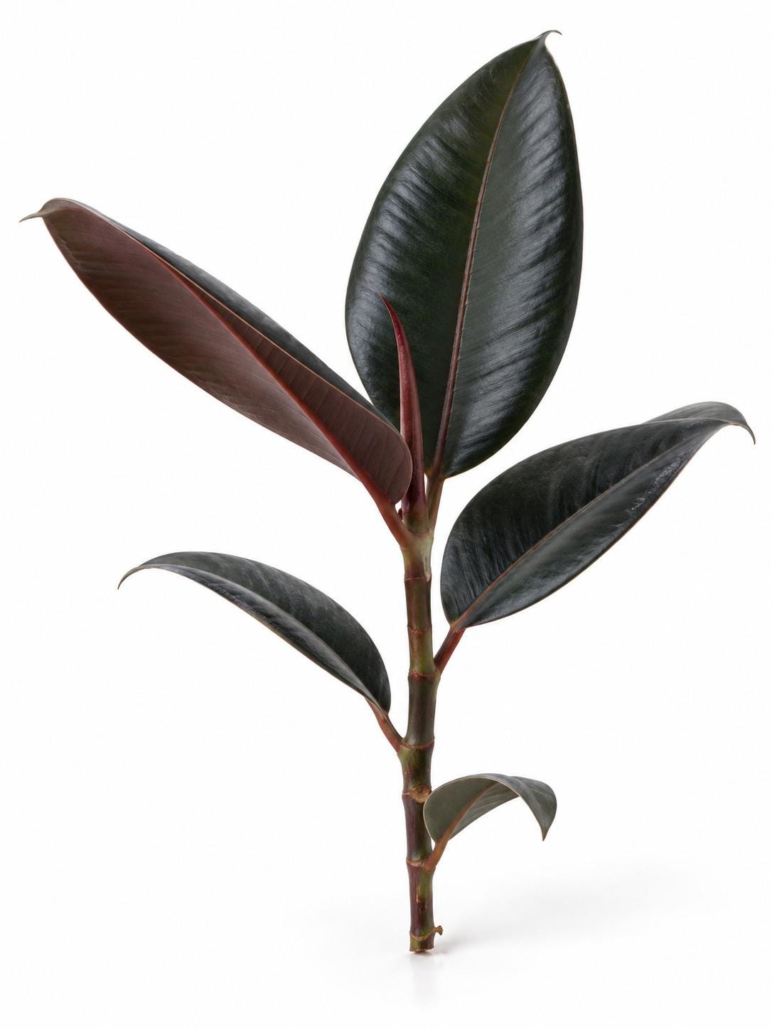 Ficus Elastica Burgundy cutting